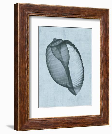 Banded Tun Shell (light blue)-Bert Myers-Framed Art Print