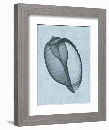 Banded Tun Shell (light blue)-Bert Myers-Framed Art Print