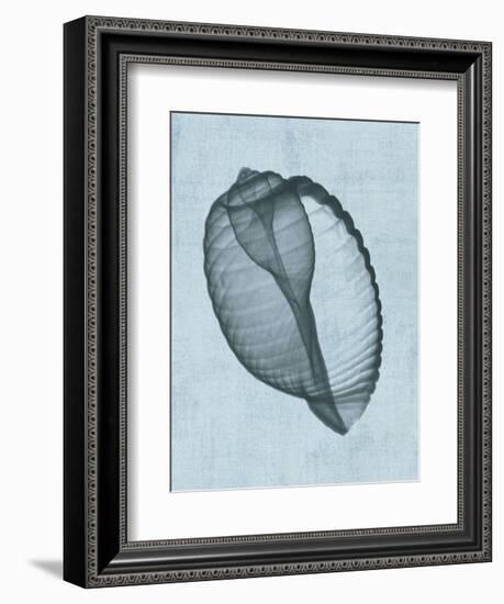 Banded Tun Shell (light blue)-Bert Myers-Framed Art Print