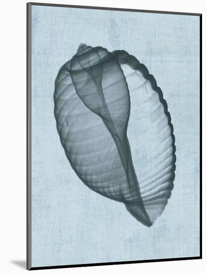 Banded Tun Shell (light blue)-Bert Myers-Mounted Art Print