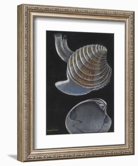 Banded Venus-Philip Henry Gosse-Framed Giclee Print