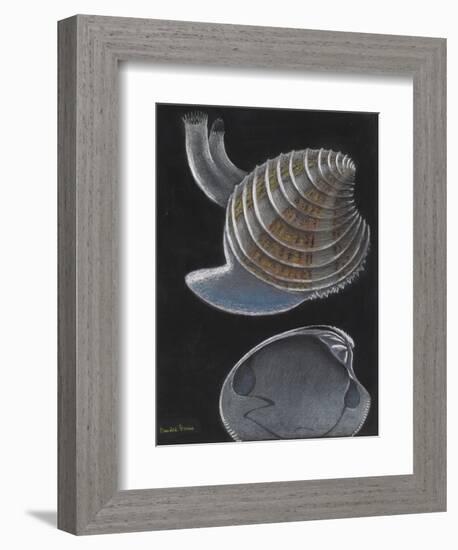 Banded Venus-Philip Henry Gosse-Framed Giclee Print