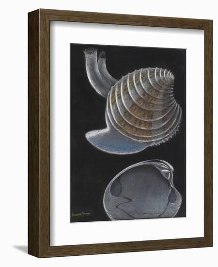 Banded Venus-Philip Henry Gosse-Framed Giclee Print