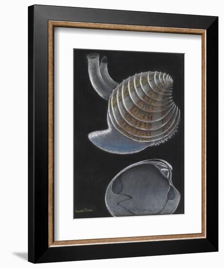 Banded Venus-Philip Henry Gosse-Framed Giclee Print