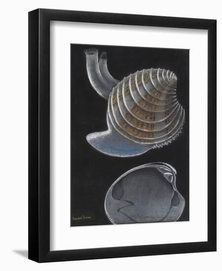 Banded Venus-Philip Henry Gosse-Framed Giclee Print