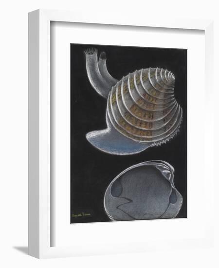 Banded Venus-Philip Henry Gosse-Framed Giclee Print