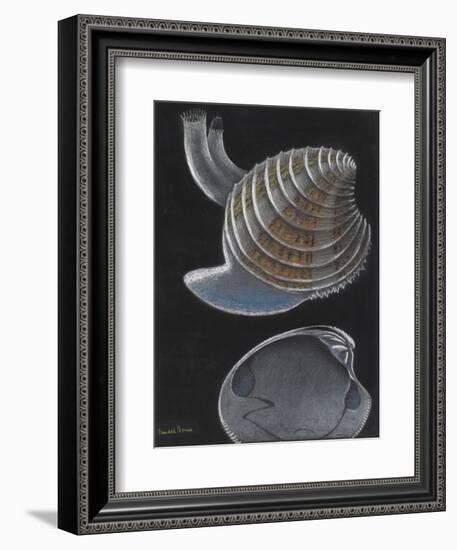 Banded Venus-Philip Henry Gosse-Framed Giclee Print