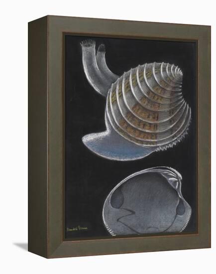 Banded Venus-Philip Henry Gosse-Framed Premier Image Canvas