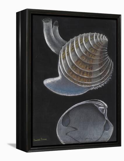 Banded Venus-Philip Henry Gosse-Framed Premier Image Canvas