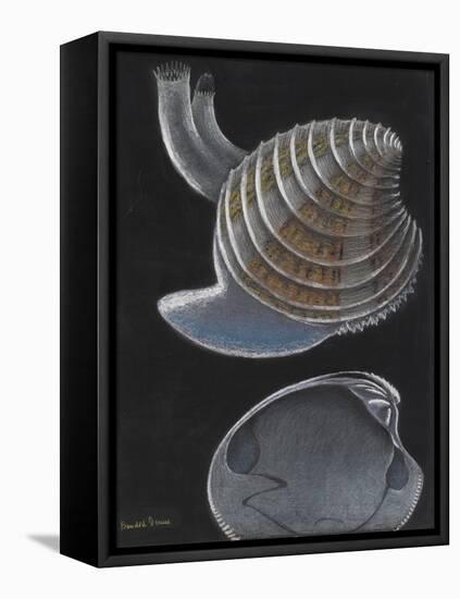 Banded Venus-Philip Henry Gosse-Framed Premier Image Canvas