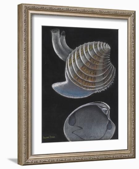 Banded Venus-Philip Henry Gosse-Framed Giclee Print