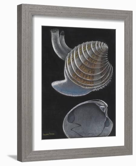 Banded Venus-Philip Henry Gosse-Framed Giclee Print