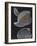 Banded Venus-Philip Henry Gosse-Framed Giclee Print