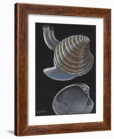 Banded Venus-Philip Henry Gosse-Framed Giclee Print