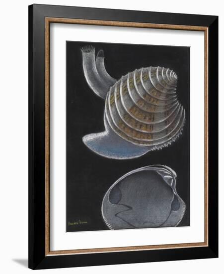 Banded Venus-Philip Henry Gosse-Framed Giclee Print