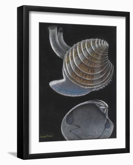 Banded Venus-Philip Henry Gosse-Framed Giclee Print