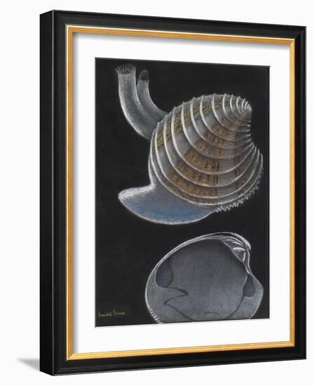 Banded Venus-Philip Henry Gosse-Framed Giclee Print