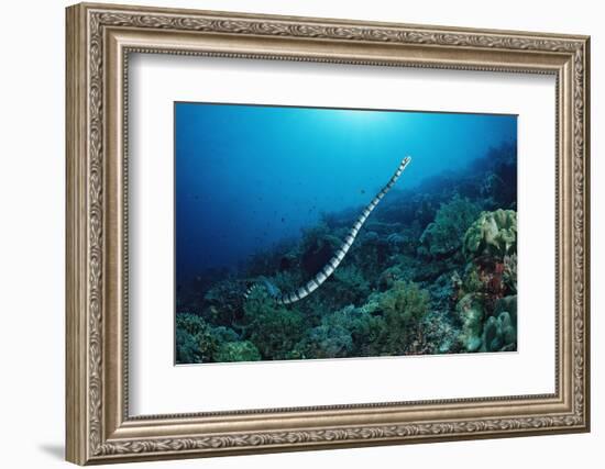 Banded Yellow-Lip Sea Snake (Laticauda Colubrina), Indonesia, Sulawesi, Indian Ocean.-Reinhard Dirscherl-Framed Photographic Print