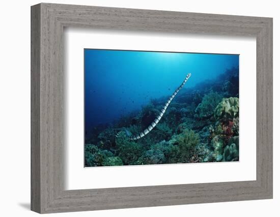 Banded Yellow-Lip Sea Snake (Laticauda Colubrina), Indonesia, Sulawesi, Indian Ocean.-Reinhard Dirscherl-Framed Photographic Print