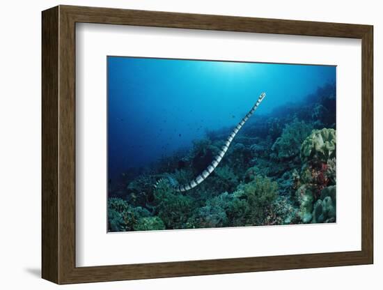 Banded Yellow-Lip Sea Snake (Laticauda Colubrina), Indonesia, Sulawesi, Indian Ocean.-Reinhard Dirscherl-Framed Photographic Print