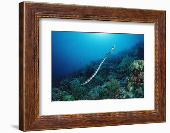 Banded Yellow-Lip Sea Snake (Laticauda Colubrina), Indonesia, Sulawesi, Indian Ocean.-Reinhard Dirscherl-Framed Photographic Print