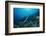 Banded Yellow-Lip Sea Snake (Laticauda Colubrina), Indonesia, Sulawesi, Indian Ocean.-Reinhard Dirscherl-Framed Photographic Print