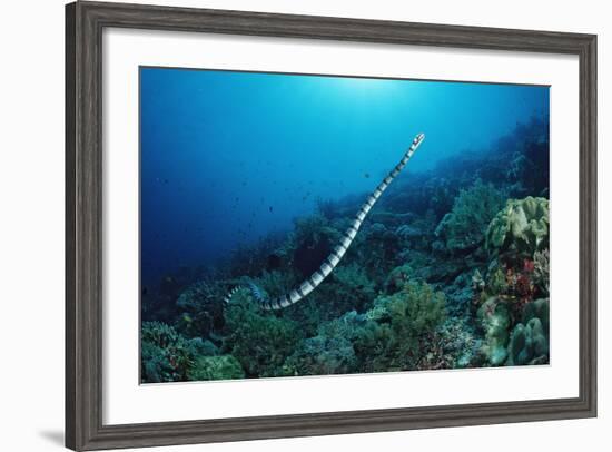 Banded Yellow-Lip Sea Snake (Laticauda Colubrina), Indonesia, Sulawesi, Indian Ocean.-Reinhard Dirscherl-Framed Photographic Print