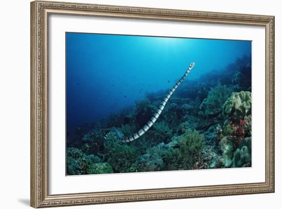 Banded Yellow-Lip Sea Snake (Laticauda Colubrina), Indonesia, Sulawesi, Indian Ocean.-Reinhard Dirscherl-Framed Photographic Print