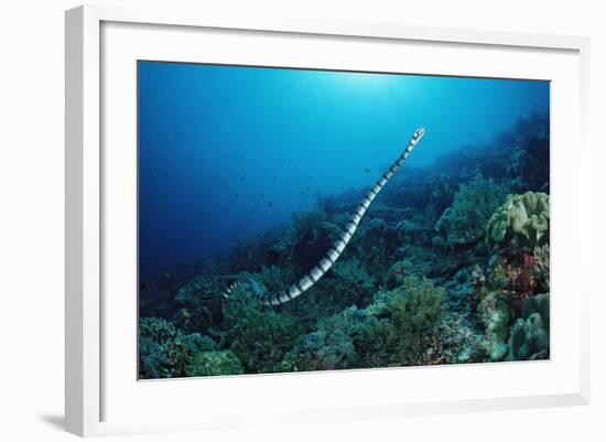 Banded Yellow-Lip Sea Snake (Laticauda Colubrina), Indonesia, Sulawesi, Indian Ocean.-Reinhard Dirscherl-Framed Photographic Print