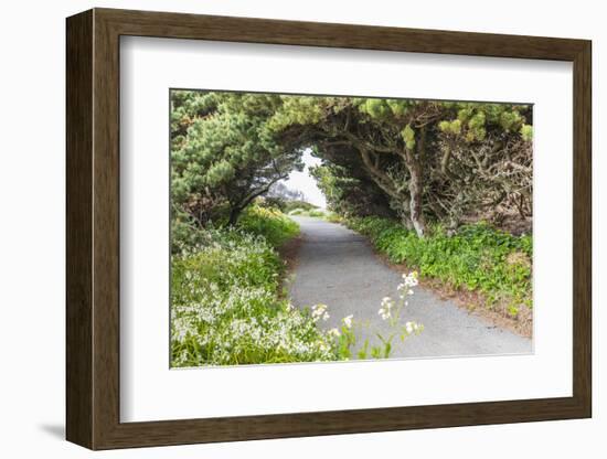 Bandon, Oregon, USA. Evergreen trees creating a tunnel over a path on the Oregon coast.-Emily Wilson-Framed Photographic Print