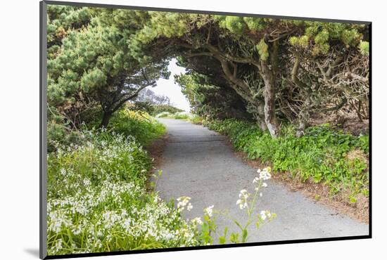 Bandon, Oregon, USA. Evergreen trees creating a tunnel over a path on the Oregon coast.-Emily Wilson-Mounted Photographic Print