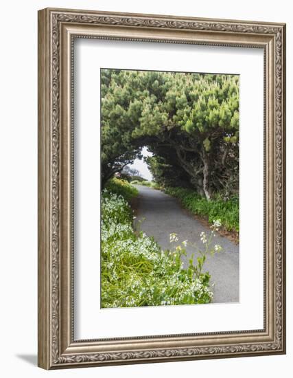 Bandon, Oregon, USA. Evergreen trees creating a tunnel over a path on the Oregon coast.-Emily Wilson-Framed Photographic Print