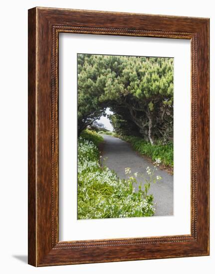 Bandon, Oregon, USA. Evergreen trees creating a tunnel over a path on the Oregon coast.-Emily Wilson-Framed Photographic Print