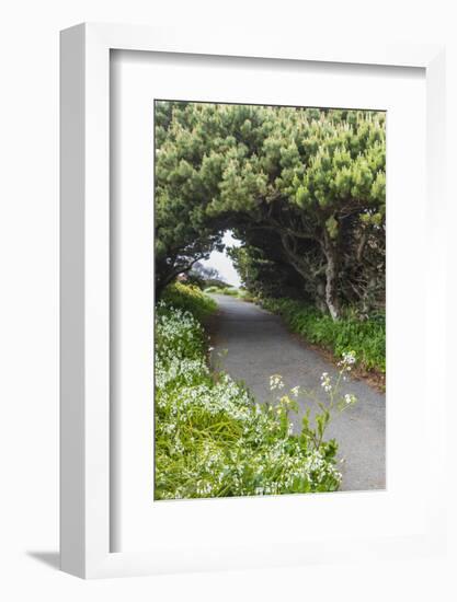 Bandon, Oregon, USA. Evergreen trees creating a tunnel over a path on the Oregon coast.-Emily Wilson-Framed Photographic Print