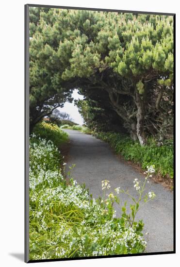 Bandon, Oregon, USA. Evergreen trees creating a tunnel over a path on the Oregon coast.-Emily Wilson-Mounted Photographic Print