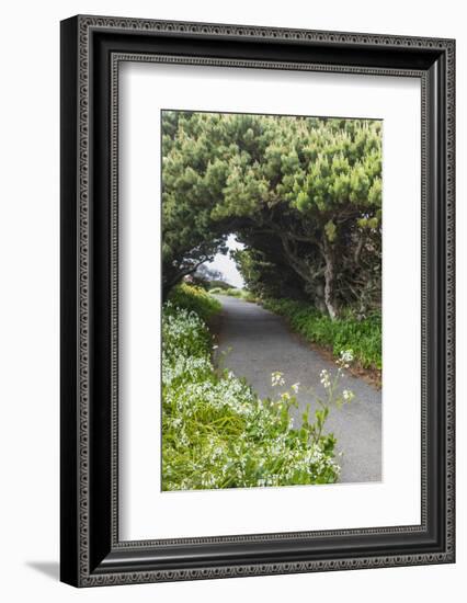 Bandon, Oregon, USA. Evergreen trees creating a tunnel over a path on the Oregon coast.-Emily Wilson-Framed Photographic Print