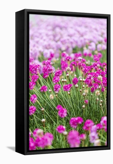 Bandon, Oregon, USA. Pink flowers in the town of Bandon, Oregon.-Emily Wilson-Framed Premier Image Canvas