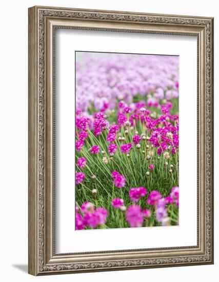 Bandon, Oregon, USA. Pink flowers in the town of Bandon, Oregon.-Emily Wilson-Framed Photographic Print