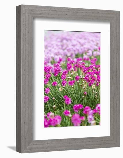 Bandon, Oregon, USA. Pink flowers in the town of Bandon, Oregon.-Emily Wilson-Framed Photographic Print