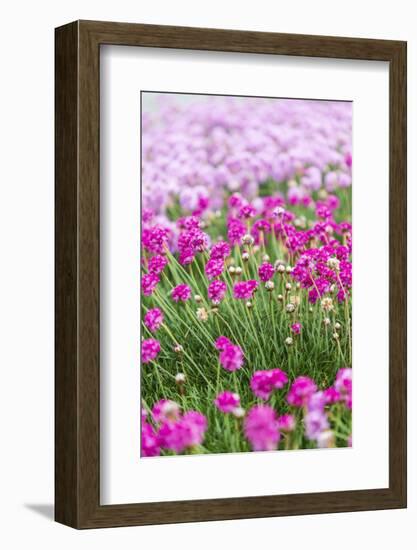 Bandon, Oregon, USA. Pink flowers in the town of Bandon, Oregon.-Emily Wilson-Framed Photographic Print