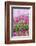 Bandon, Oregon, USA. Pink flowers in the town of Bandon, Oregon.-Emily Wilson-Framed Photographic Print