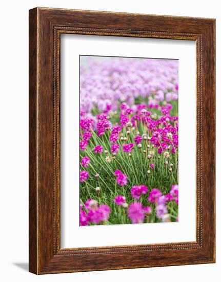 Bandon, Oregon, USA. Pink flowers in the town of Bandon, Oregon.-Emily Wilson-Framed Photographic Print