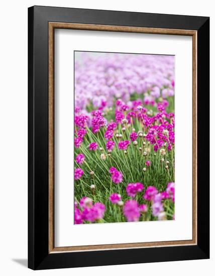 Bandon, Oregon, USA. Pink flowers in the town of Bandon, Oregon.-Emily Wilson-Framed Photographic Print