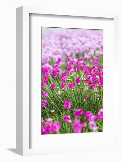 Bandon, Oregon, USA. Pink flowers in the town of Bandon, Oregon.-Emily Wilson-Framed Photographic Print