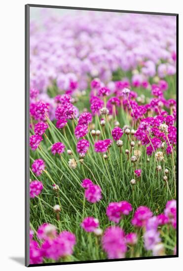 Bandon, Oregon, USA. Pink flowers in the town of Bandon, Oregon.-Emily Wilson-Mounted Photographic Print