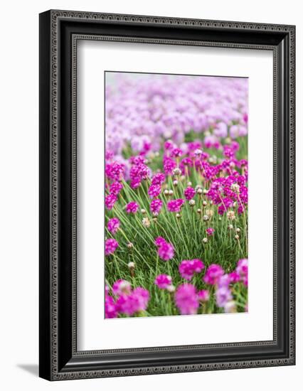 Bandon, Oregon, USA. Pink flowers in the town of Bandon, Oregon.-Emily Wilson-Framed Photographic Print