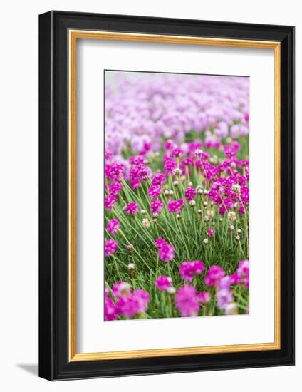 Bandon, Oregon, USA. Pink flowers in the town of Bandon, Oregon.-Emily Wilson-Framed Photographic Print