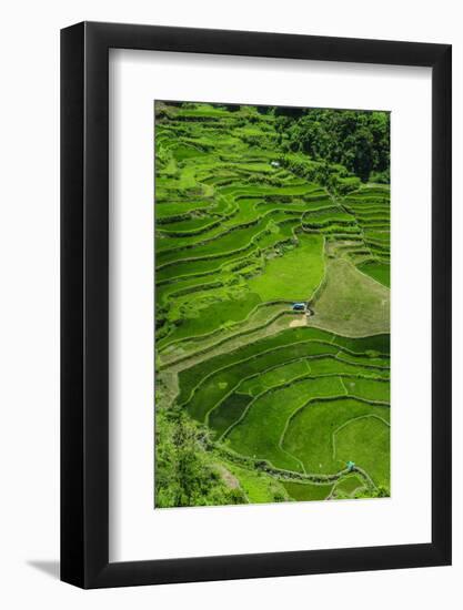 Bangaan in the Rice Terraces of Banaue, Northern Luzon, Philippines-Michael Runkel-Framed Photographic Print