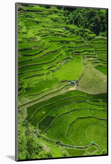 Bangaan in the Rice Terraces of Banaue, Northern Luzon, Philippines-Michael Runkel-Mounted Photographic Print