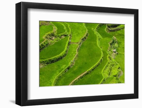 Bangaan in the Rice Terraces of Banaue, Northern Luzon, Philippines-Michael Runkel-Framed Photographic Print